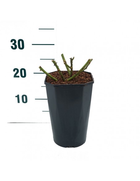 ROSA MOIN MOIN BUSH Diametro vaso 19 cm