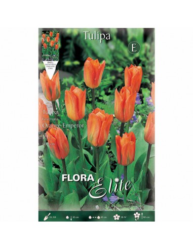 TULIPANO "ORANGE EMPEROR" (fosteriana) 10 BULBI