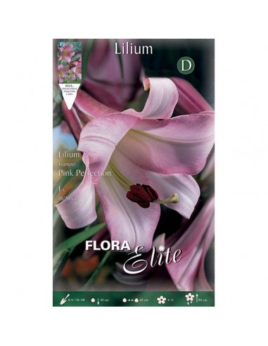 Giglio "LILIUM ORIENTAL PINK PERFECTION" (confezione da 1 bulbi)