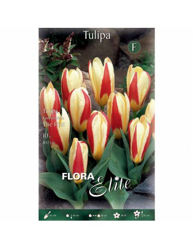 TULIPANO "THE FIRST" (kaufmanniana) 10 BULBI