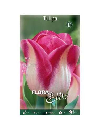 TULIPANO "PAGE POLKA" (triumph) 10 BULBI