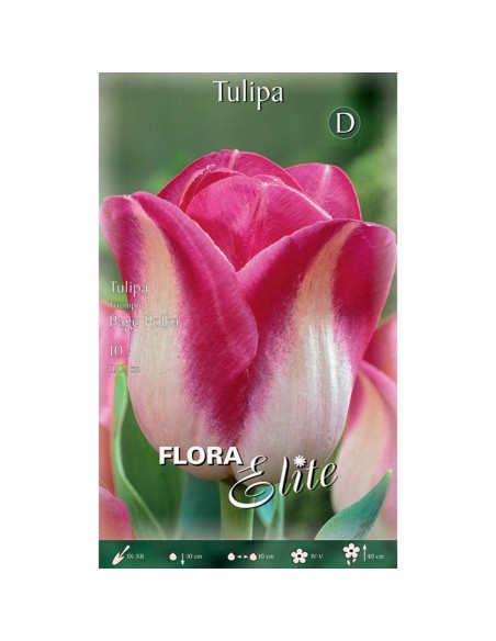 TULIPANO "PAGE POLKA" (triumph) 10 BULBI