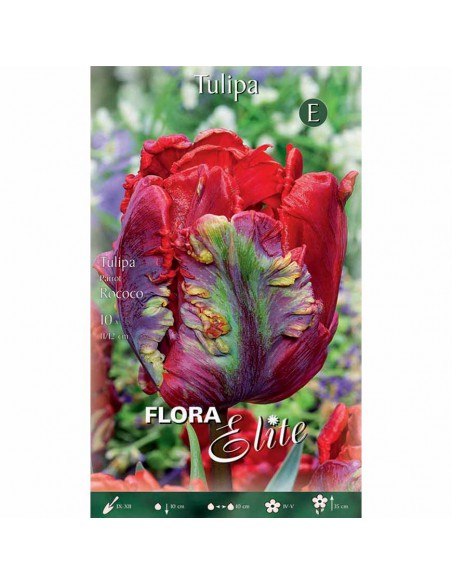 TULIPANO "ROCOCO" (parrot) 10 BULBI