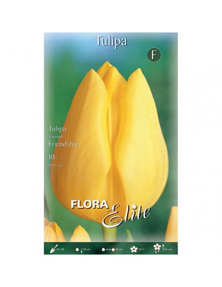 TULIPANO "FRIENDSHIP"  (triumph) 10 BULBI
