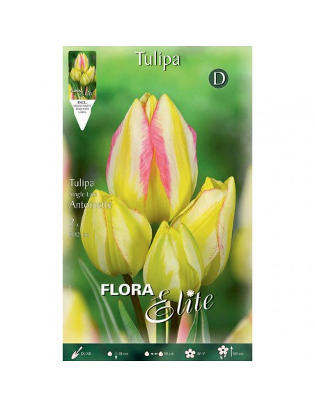 TULIPANO "ANTOINETTE" (multi-flowered) 7 BULBI