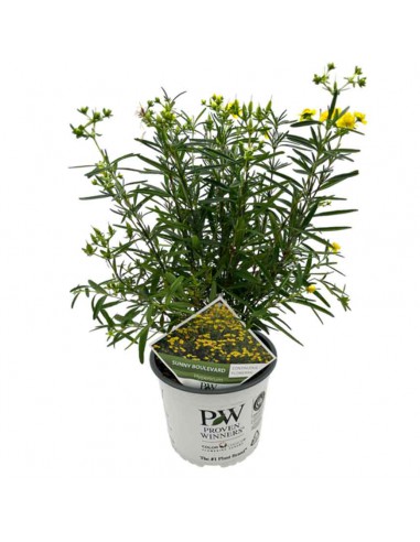 HYPERICUM SUNNY BOULEVARD diametro vaso 19 cm