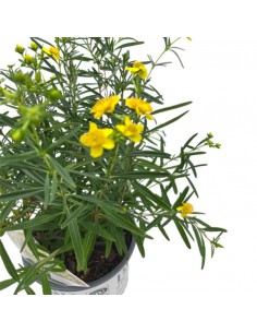 HYPERICUM SUNNY BOULEVARD diametro vaso 19 cm 2