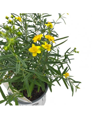 HYPERICUM SUNNY BOULEVARD diametro vaso 19 cm