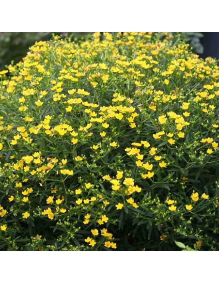 HYPERICUM SUNNY BOULEVARD diametro vaso 19 cm