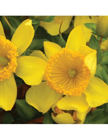 HYPERICUM SUNNY BOULEVARD diametro vaso 19 cm