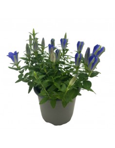 GENZIANA SCABRA "LUIS" BLU diametro vaso 10,5 cm