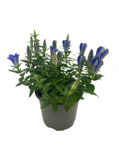 GENZIANA SCABRA "LUIS" BLU diametro vaso 10,5 cm