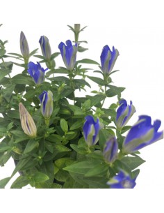 GENZIANA SCABRA "LUIS" BLU diametro vaso 10,5 cm 2
