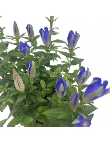 GENZIANA SCABRA "LUIS" BLU diametro vaso 10,5 cm