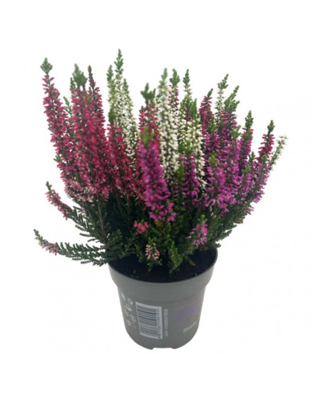 Erica Calluna Garden Girls Tricolor Vaso 11 | Vendita Online
