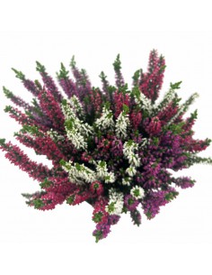 Erica Calluna Garden Girls Tricolor Vaso 11 | Vendita Online 2