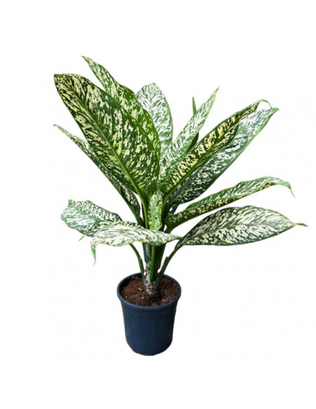 DIEFFENBACHIA "WHITE ETNA" diametro vaso 17 cm