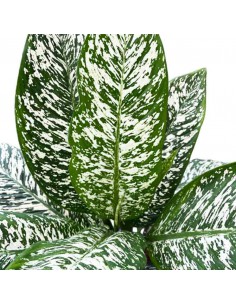 DIEFFENBACHIA "WHITE ETNA" diametro vaso 17 cm 2