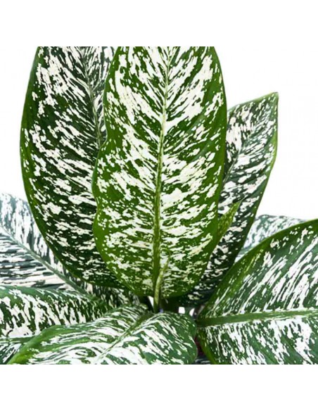 DIEFFENBACHIA "WHITE ETNA" diametro vaso 17 cm