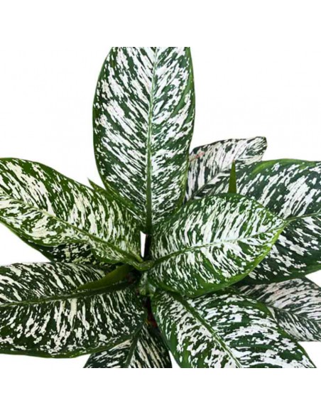 DIEFFENBACHIA "WHITE ETNA" diametro vaso 17 cm