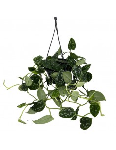 SCINDAPSUS PICTUS 'ARGYRAEUS' diametro vaso basket 15 cm