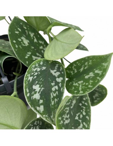Scindapsus pictus Argyraeus Il Satin Pothos Argentato