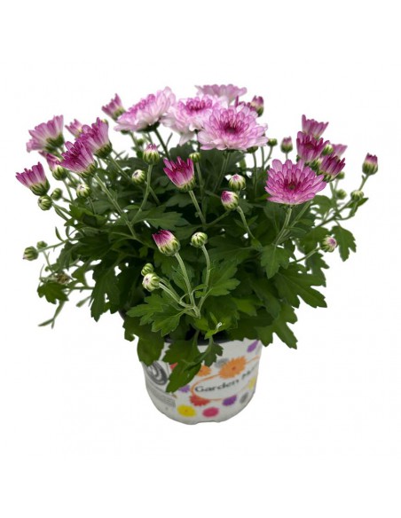 CRISANTEMO (INDICUM) "PODIUM RED" diametro vaso 12 cm
