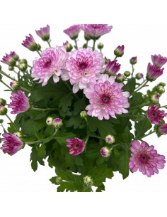 CRISANTEMO (INDICUM) "PODIUM RED" diametro vaso 12 cm 2