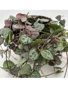 CEROPEGIA WOODII "PINK" diametro vaso 10 cm 2