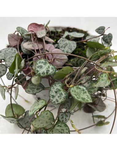 CEROPEGIA WOODII "PINK" diametro vaso 10 cm