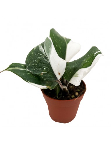 PHILODENDRON "WHITE PRINCESS" Diametro vaso 7 Cm