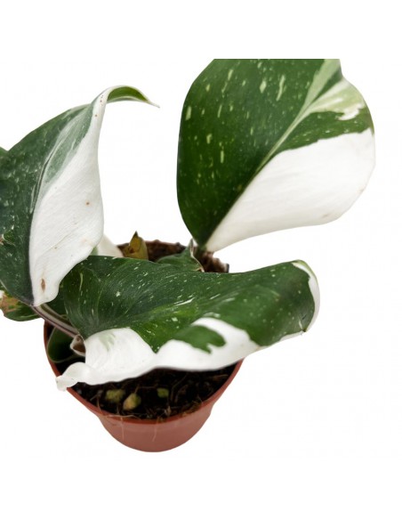 PHILODENDRON "WHITE PRINCESS" Diametro vaso 7 Cm