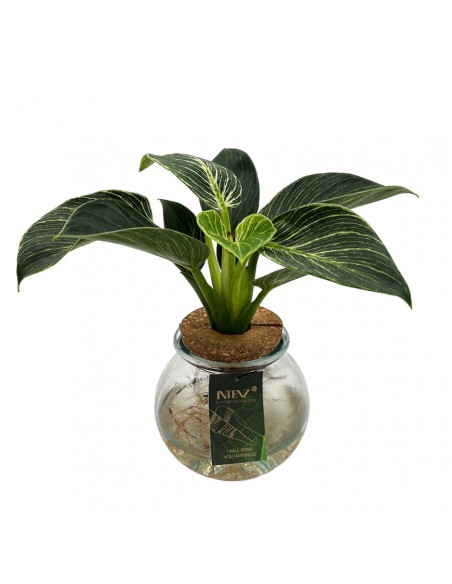 PHILODENDRON IDROPONICA "WHITE WAVE" vaso 12 cm