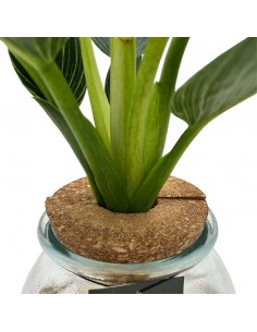 PHILODENDRON IDROPONICA "WHITE WAVE" vaso 12 cm 2