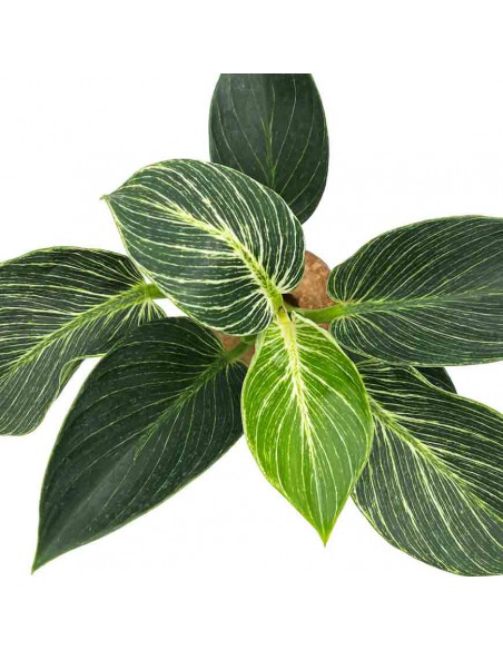 PHILODENDRON IDROPONICA "WHITE WAVE" vaso 12 cm