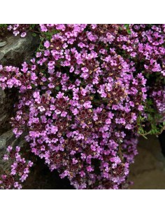 TIMO PRECOCE Un Tappeto Profumato per il Tuo Giardino
