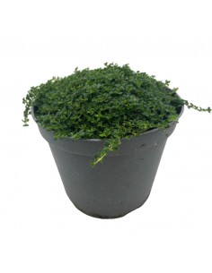 TIMO PRECOCE Un Tappeto Profumato per il Tuo Giardino 2