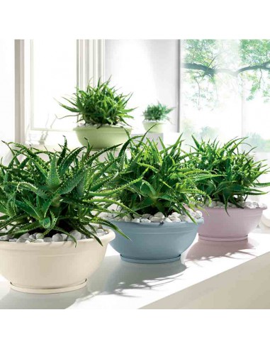 CIOTOLA NAXOS CON SOTTOVASO AD INCASTRO BIANCO