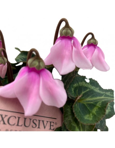 CYCLAMEN PETTICOAT diametro vaso 10,5 cm