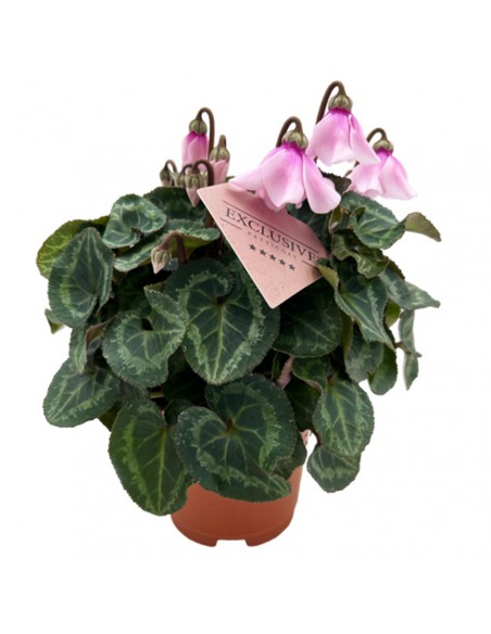 CYCLAMEN PETTICOAT diametro vaso 10,5 cm