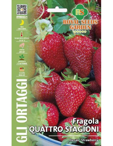 FRAGOLA QUATTRO STAGIONI MAXI