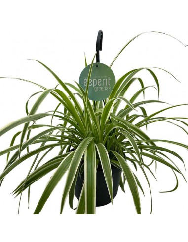 Chlorophytum Comosum la Pianta Ragno che Purifica l'Aria