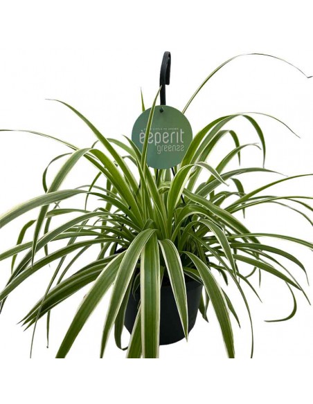 Chlorophytum Comosum la Pianta Ragno che Purifica l'Aria