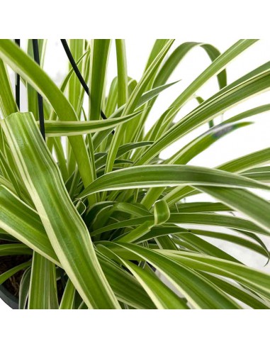 Chlorophytum Comosum la Pianta Ragno che Purifica l'Aria