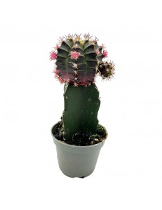 GYMNOCALYCIUM Colore Porpora diametro vaso 6 cm