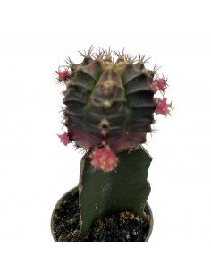 GYMNOCALYCIUM Colore Porpora diametro vaso 6 cm 2