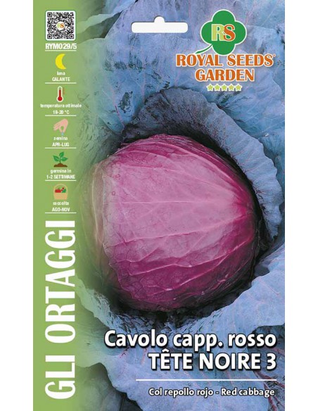 CAVOLO CAPPUCCIO ROSSO "TETE NOIRE"  MAXI