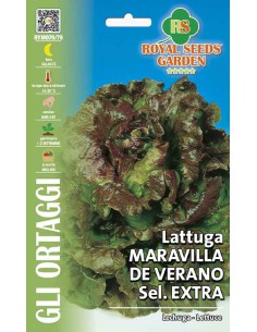 SEMI LATTUGA MARAVILLIA VERANO colore intenso, gustosa