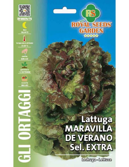 SEMI LATTUGA MARAVILLIA VERANO colore intenso, gustosa