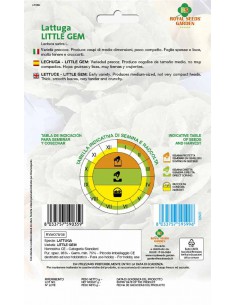 SEMI LATTUGA LITTLE GEM, sapore delicato e croccante 2
